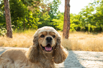 American spaniel, concept of pet and best friend - dog