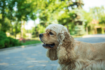 American spaniel, concept of pet and best friend - dog