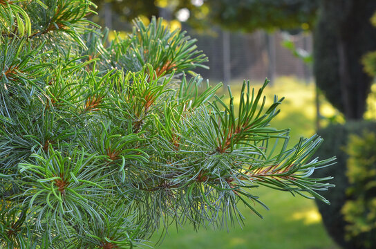 Fresh green branches with needles of a coniferous tree Pinus parviflora ´Glauca´. Closeup photo outdoors .Landscaping, gardening concept.