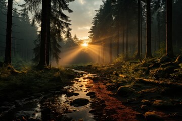 rays of sunlight through the forest at dusk in a mystical and paranormal mist