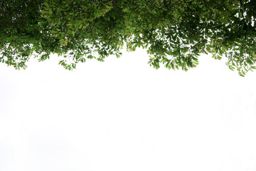 Green leaves, white background, space to work