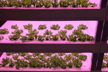 Hydroponic lettuce cultivation. Growing greens indoors with use of pink hued full spectrum led lighting.