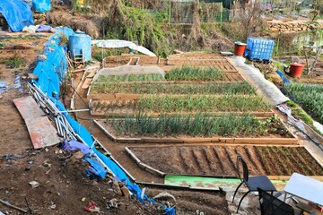 Allotment gardens in Busan, Korea. Small scale private urban agriculture - small onion or scallion...
