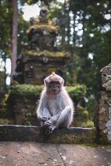 Monkey in Central Bali - Contemplating the Forest
