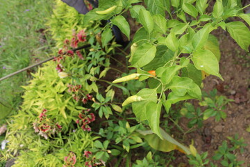 Green garden floral dog water pool nature bali