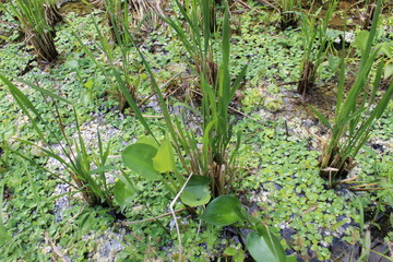 Green garden floral dog water pool nature bali