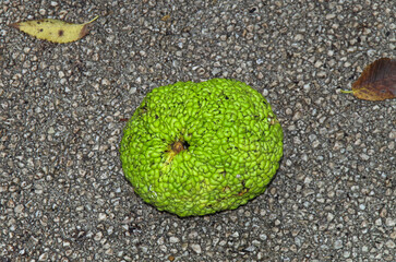 Maclura pomifera fruit on the ground