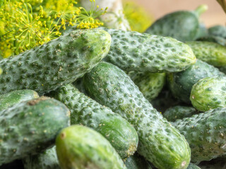 Pile of pickling cucumbers with dill