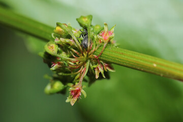 curculio glandium insect macro photo © Recep