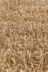 Golden ears of ripe wheat ready for harvest. Photo taken on a sunny summer day