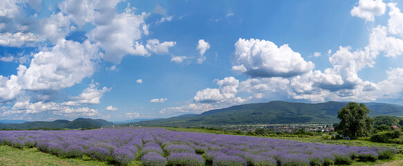 Beautiful lavender field with long purple rows. fluffy clouds