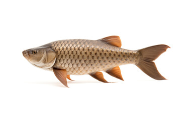 Image of small scale mud carp on a clean background. Fish. illustration. Generative AI.