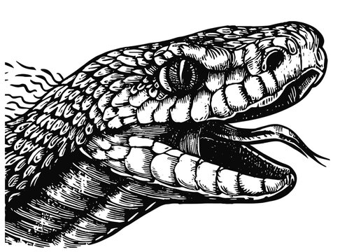 snake head close up illustration 