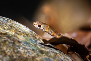 close up of beautiful, dangerous juvenile eastern brown snake spotted in paluma range national park, near jourama falls, north queensland, australia; deadly venomous snake in australia