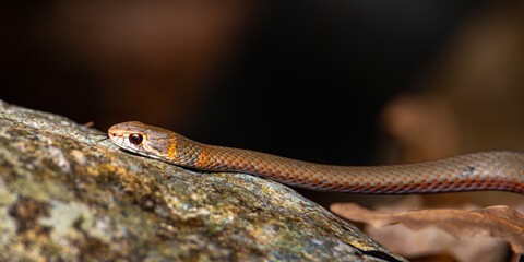 close up of beautiful, dangerous juvenile eastern brown snake spotted in paluma range national park, near jourama falls, north queensland, australia; deadly venomous snake in australia