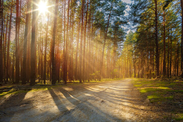 Sunbeams shine through the trees onto an empty road in a pine forest.