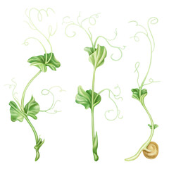 Illustration of micro-green peas in watercolor style. Young seed seedlings, edible leaves, a healthy food supplement. Clipart on a white background. Legumes for gardening, ingredients for cooking
