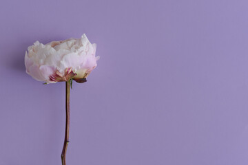 Blooming peony flower on purple background. Fresh and beautiful plant - 627252829