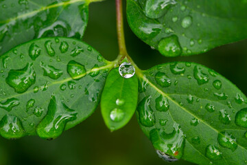 Close-up of small fresh dew water drops on a green leaf of a wild plant. Horizontal image with blurred natural background. Nature macro photography with copy space.