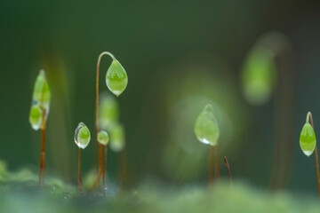 Precious drops of water from the morning dew covering an isolated plant of Ceratodon purpureus