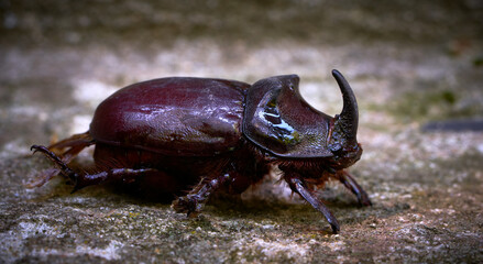rhinoceros beetle crawls on green foliage