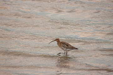 Eurasian Curlew (Numenius arquata) - Majestic Wader on Bull Island, Dublin