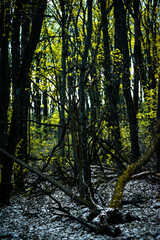 autumn forest in the morning