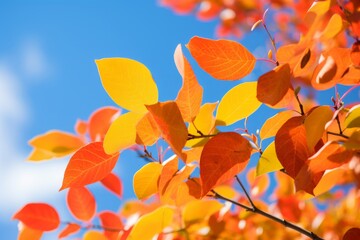 Close up vibrant autumn leaves against blue sky tree branch with golden foliage yellow leaf October November season fall park forest September advertise background seasonal backdrop beautiful nature