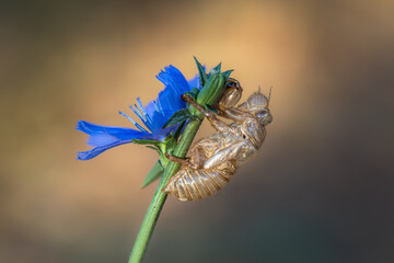a cicada moulting against a blue flower