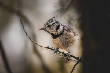 Crested Tit perched on a tree branch