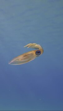 Vertical video, Baby calamary swims in blue water sparkling in sun glare on sunny day with bright sunshine, slow motion. Newborn Bigfin reef squid or Oval squid (Sepioteuthis lessoniana)