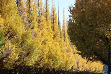 Fototapeta premium いちょう並木