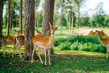 Red deer fallow deer majestically powerful animal in the forest. Animals in the natural forest. The wild nature landscape. Deer garden.