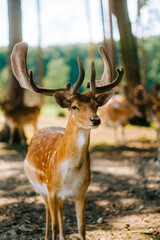 Red deer fallow deer majestically powerful animal in the forest. Animals in the natural forest. The wild nature landscape. Deer garden.
