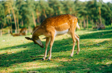 Naklejka na ściany i meble Red deer fallow deer majestically powerful animal in the forest. Animals in the natural forest. The wild nature landscape. Deer garden.