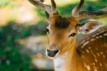 Naklejka na ściany i meble Red deer fallow deer majestically powerful animal in the forest. Animals in the natural forest. The wild nature landscape. Deer garden.