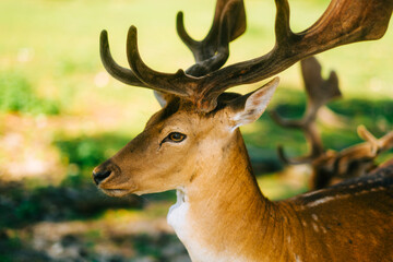 Red deer fallow deer majestically powerful animal in the forest. Animals in the natural forest. The wild nature landscape. Deer garden.