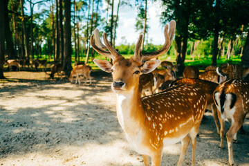 Red deer fallow deer majestically powerful animal in the forest. Animals in the natural forest. The...