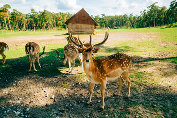 Red deer fallow deer majestically powerful animal in the forest. Animals in the natural forest. The...