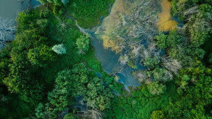 Aerial drone view over a swamp, from which protrude the trunks of dead trees. Marshland. Dead trees. The forest is dying. The camera flies low over the dead trees in the swamp.