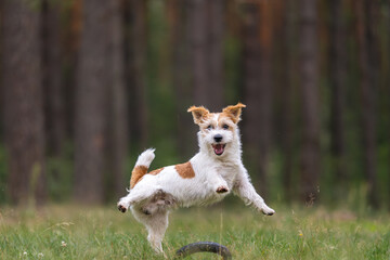 Dog breed Jack Russell Terrier in a red raincoat carries in his mouth a jumping ring toy in a green forest
