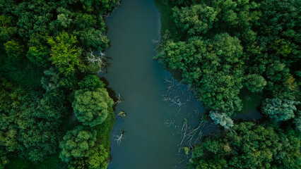 Aerial drone view over a swamp, from which protrude the trunks of dead trees. Marshland. Dead...