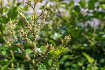 Aphid Insects, Greenfly On Plant, Small Garden Parasite Animals, Aphids Pest Colony Closeup