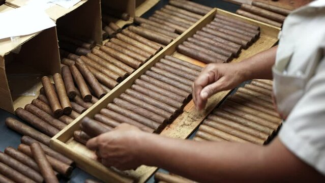 Close up slow motion of the black female hands lay out just finished rolled cigars to size in a wooden trays waiting to be labelled and boxed. Premium handmade cuban cigars factory