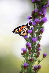 monarch butterfly on flower