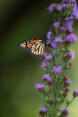monarch butterfly on flower