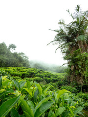 Fototapeta na wymiar Rainforest Tea Plantation in foggy Colombian mountains