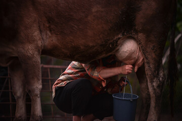 Hands obtaining milk by manual methods, milking a cow in a bucket on a farm at the countryside 