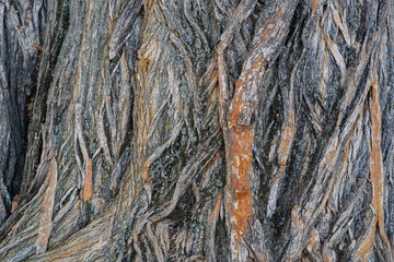 Closeup view of the beautiful pattern of maclura pomifera aka osage orange or mock orange tree bark