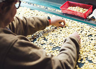 Unrecognizable elderly woman selecting beans in front of a conveyor line